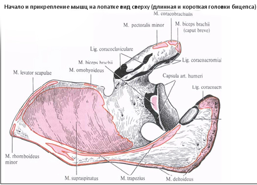 a clavicularis-acromialis ízület artrózisa 2 fok