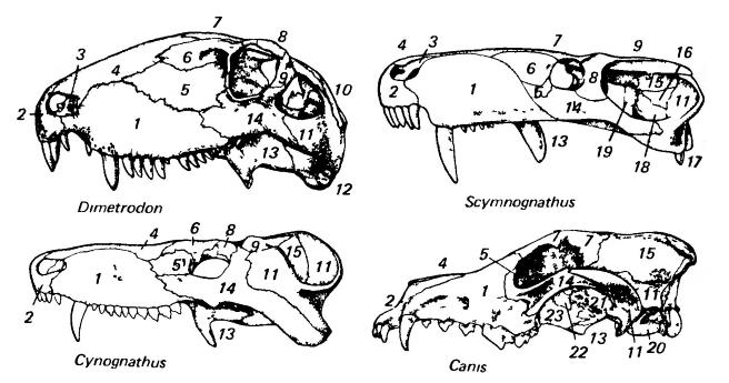 Схема строение черепа млекопитающих