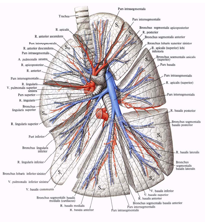 Бронхи на латыни. Бронхолегочные сегменты анатомия. Лёгкие анатомия строение сегменты. Корень лёгкого строение анатомия. Бронхи и легочные артерии.