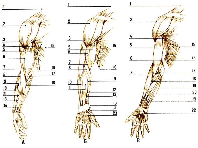Мышцы плеча и предплечья рисунок с подписями