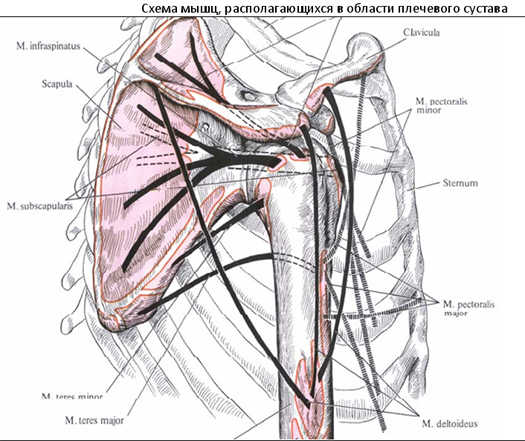 Sternoclavicularis ízület arthrosisa