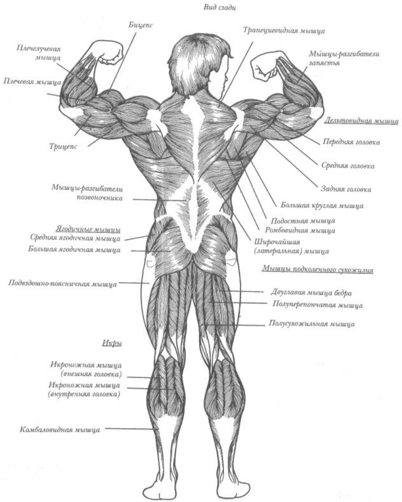 Строение мышц человека вид сзади