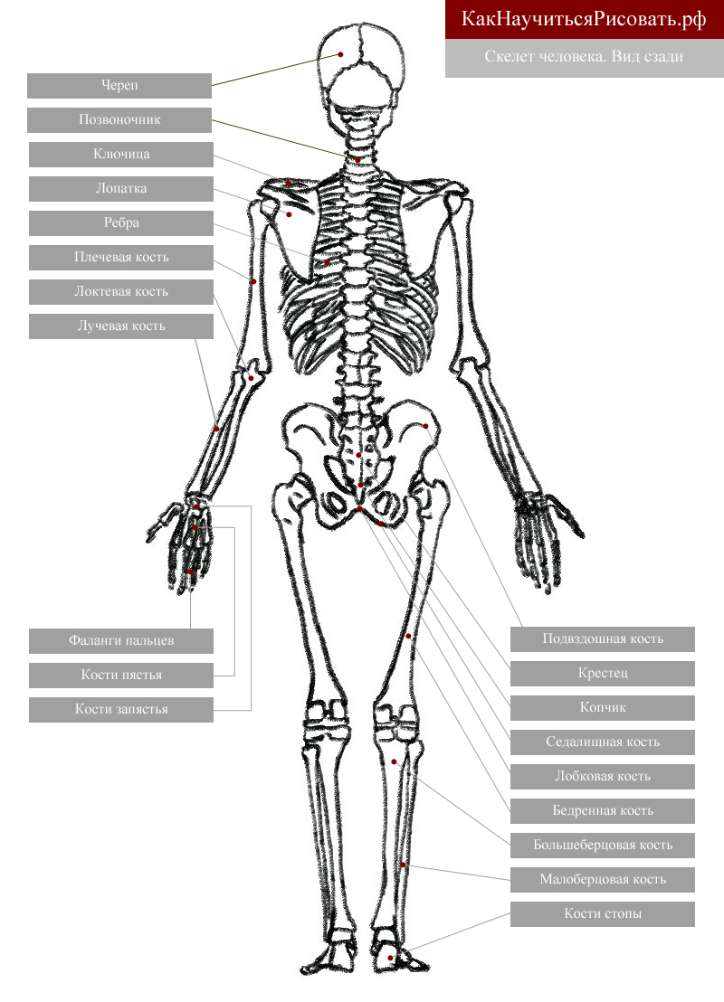 Строение скелета человека фото с надписями спереди