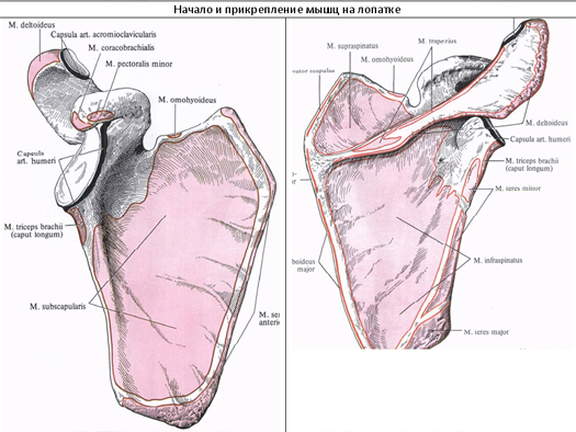 Место прикрепления. Лопатка мышцы анатомия топографическая. Лопатка места прикрепления мышц. Надостное костно фиброзное ложе лопатки. Костно фиброзные ложа лопатки.