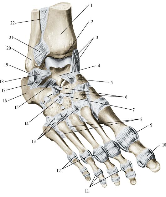 Суставы стопы. Связки голеностопного сустава анатомия. Кости голеностопного сустава анатомия. Дельтовидная связка стопы анатомия. Голеностопный сустав анатомия строение связки.