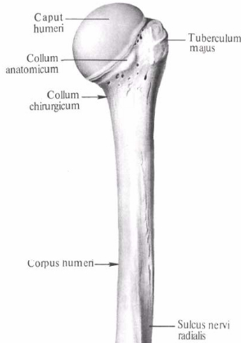 Где находится плечевая кость. Хирургическая шейка плечевой кости (Collum Chirurgicum Humeri). Collum Anatomicum. Caput Humeri. Collum Anatomicum Humeri.