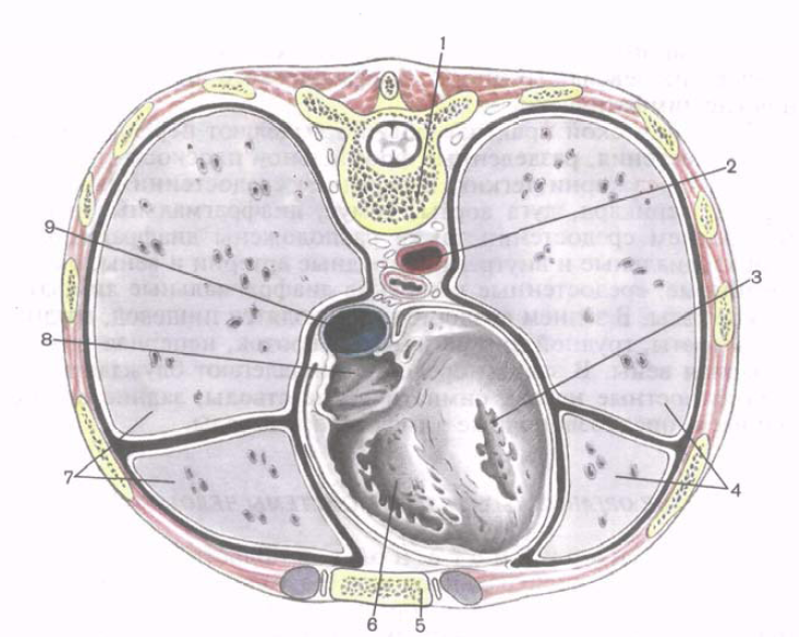 Поперечный распил грудной полости схема