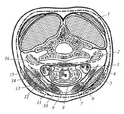 Фасции шеи по шевкуненко схема