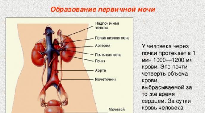 Formiranje urina: faze procesa, uloga bubrega