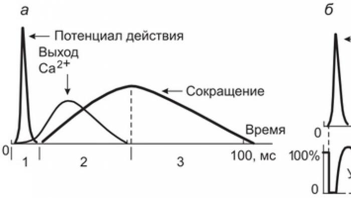 Потенциал покоя гладкомышечного волокна равен. Потенциал действия скелетной мышцы. График возбудимости скелетной мышцы. Соотношение возбуждения сокращения и возбудимость в скелетной мышце. Фазы мышечного сокращения и потенциала действия.