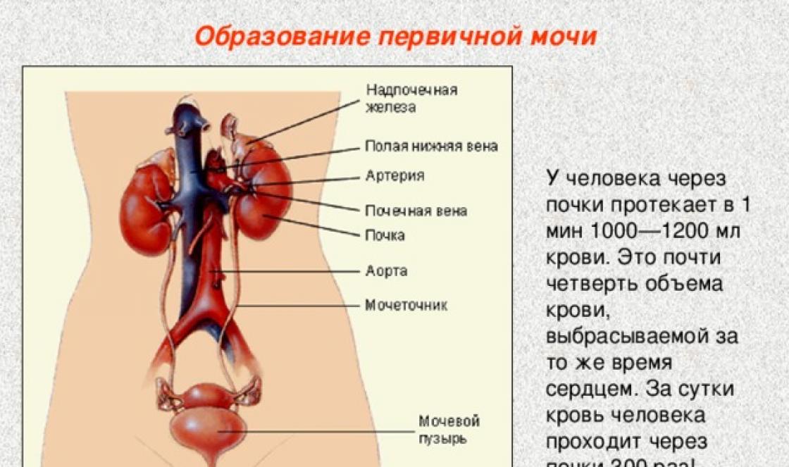 Tvorba moči: fáze procesu, úloha ledvin